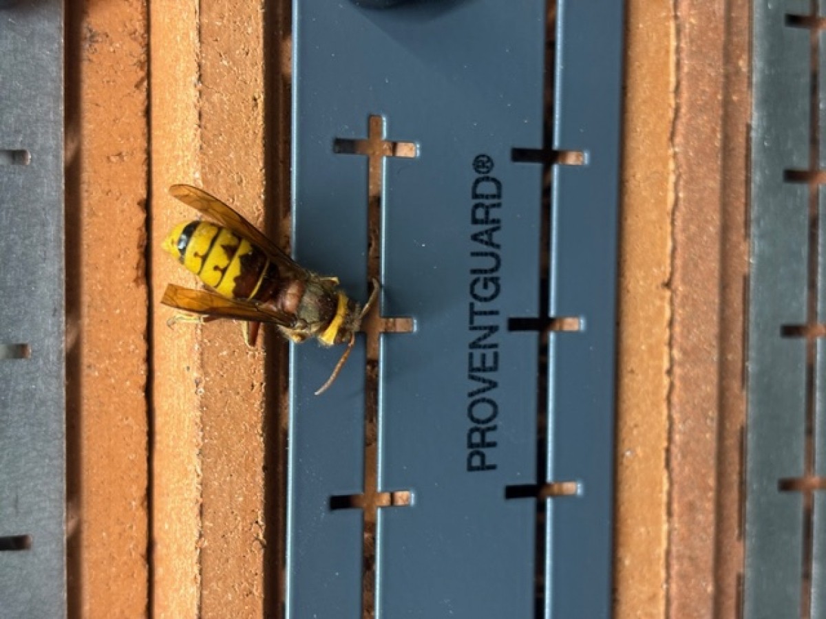 ProventGuard Victorian Vent cover